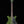 Danelectro Blackout '59M NOS+ - Green Envy