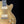Eastman Truetone Vintage SB54/TV LTD - Gold Top